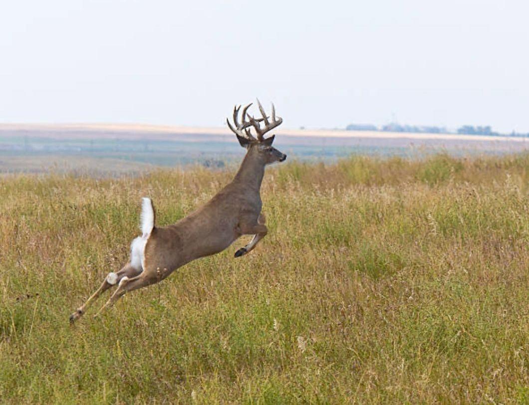 Whitetail Deer